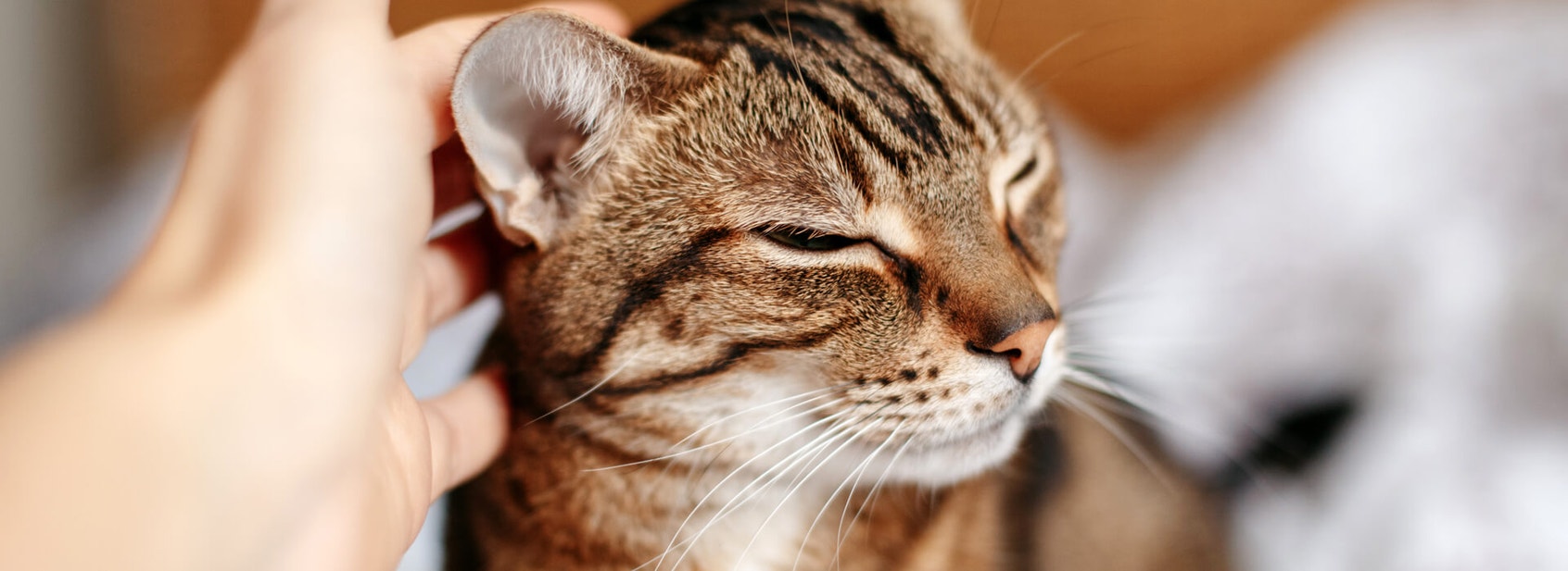 Cat Communication - Desktop