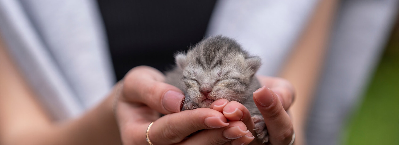 Bringing A Kitten Home - Desktop
