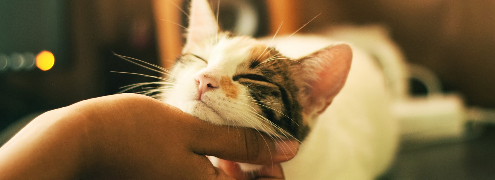 What Does A Cat's Purr Mean? - Desktop