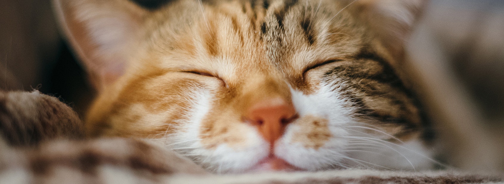 WHISKAS® Guide To Understanding Cat Breeds And How To Care For Them - desktop