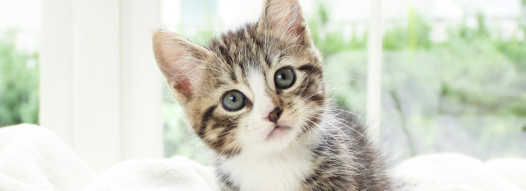 Cat Behaviours Explained Part 2: Physical Behaviours - desktop