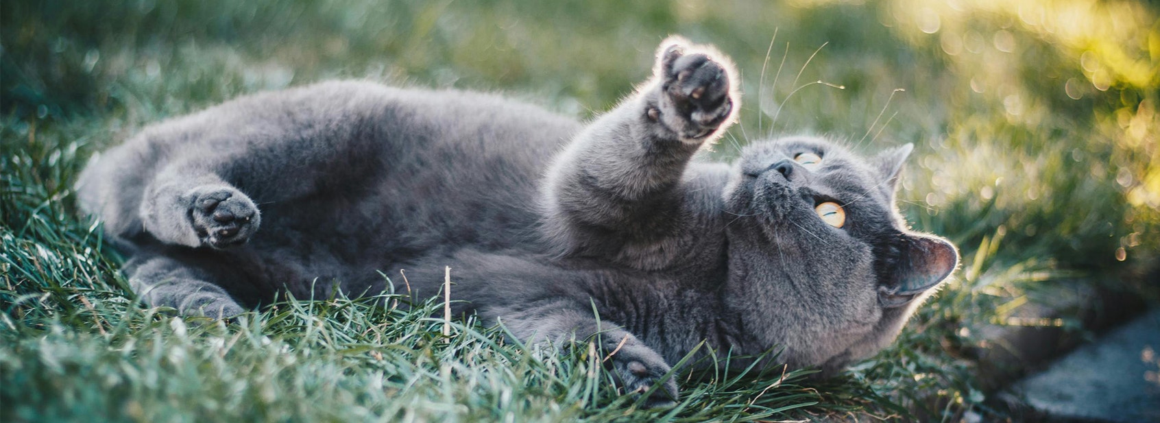 Cat Series: Cat Behaviour Explained Part 1 - Desktop