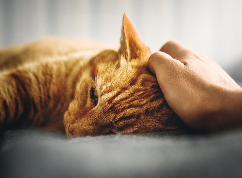 The Mechanics Of A Cat's Purr - Desktop