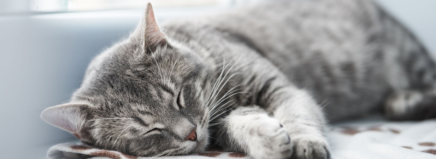 What to do if your senior cat has UTI - Desktop