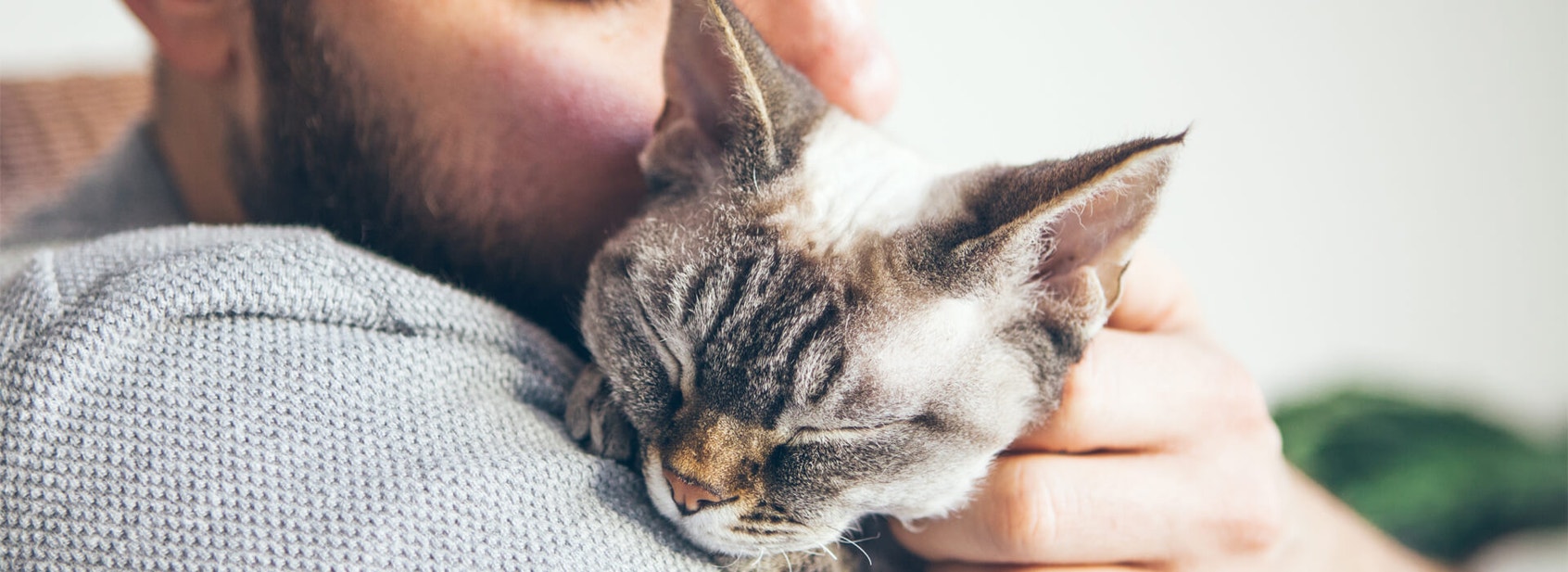 Dental problems in older cats - Desktop