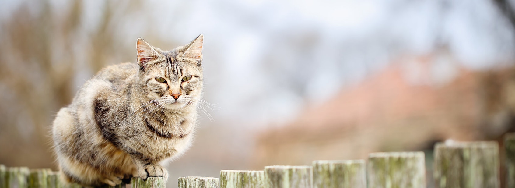 What to do if your older cat isn't eating - Desktop