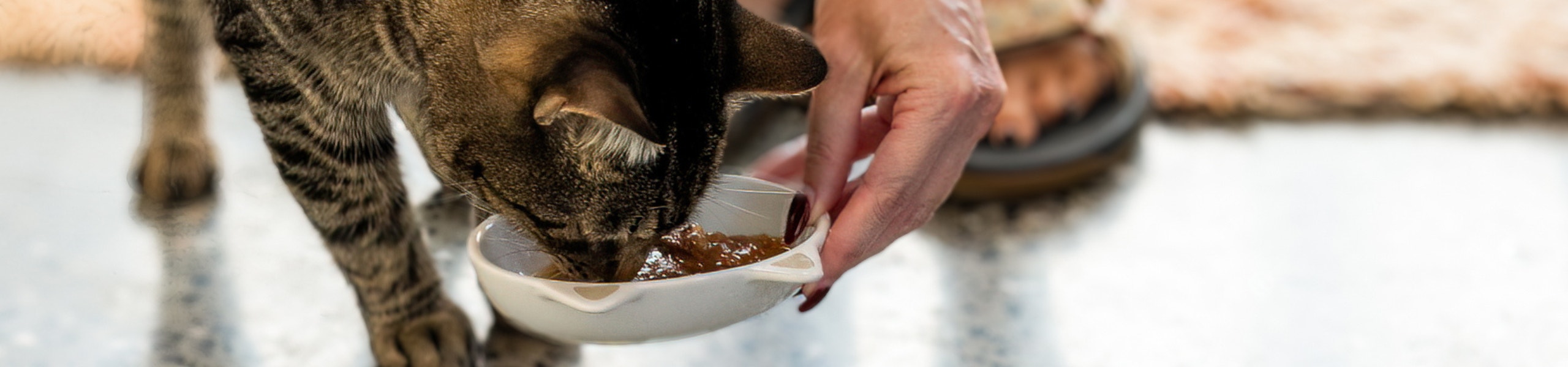A cat eating food from a bowl