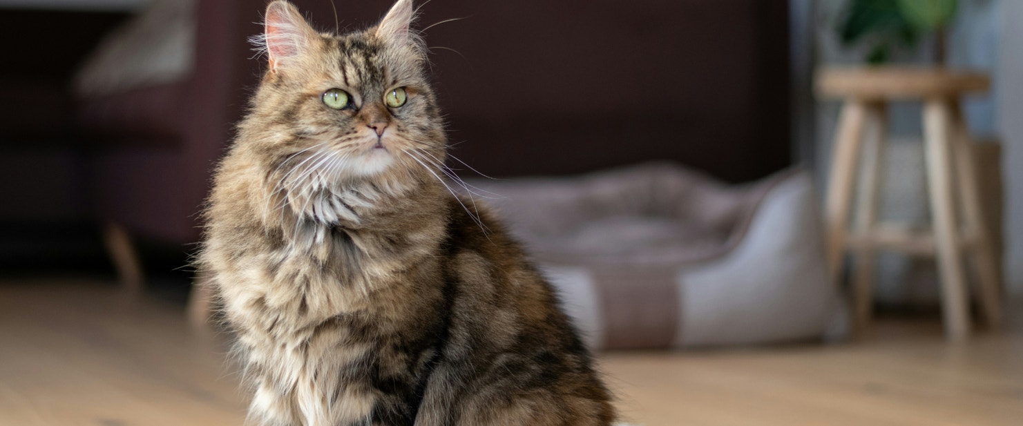 Domestic long hair cat