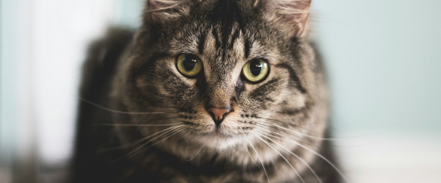 A grey tabby cat lying down