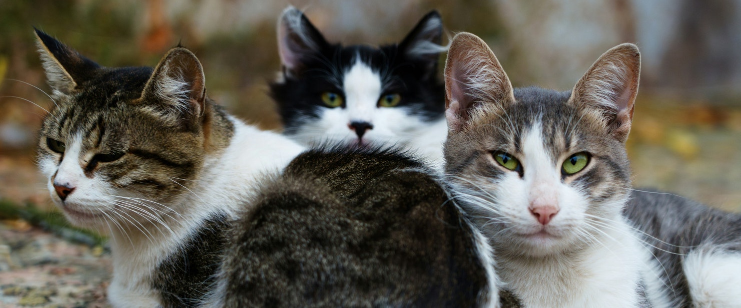 Three cats