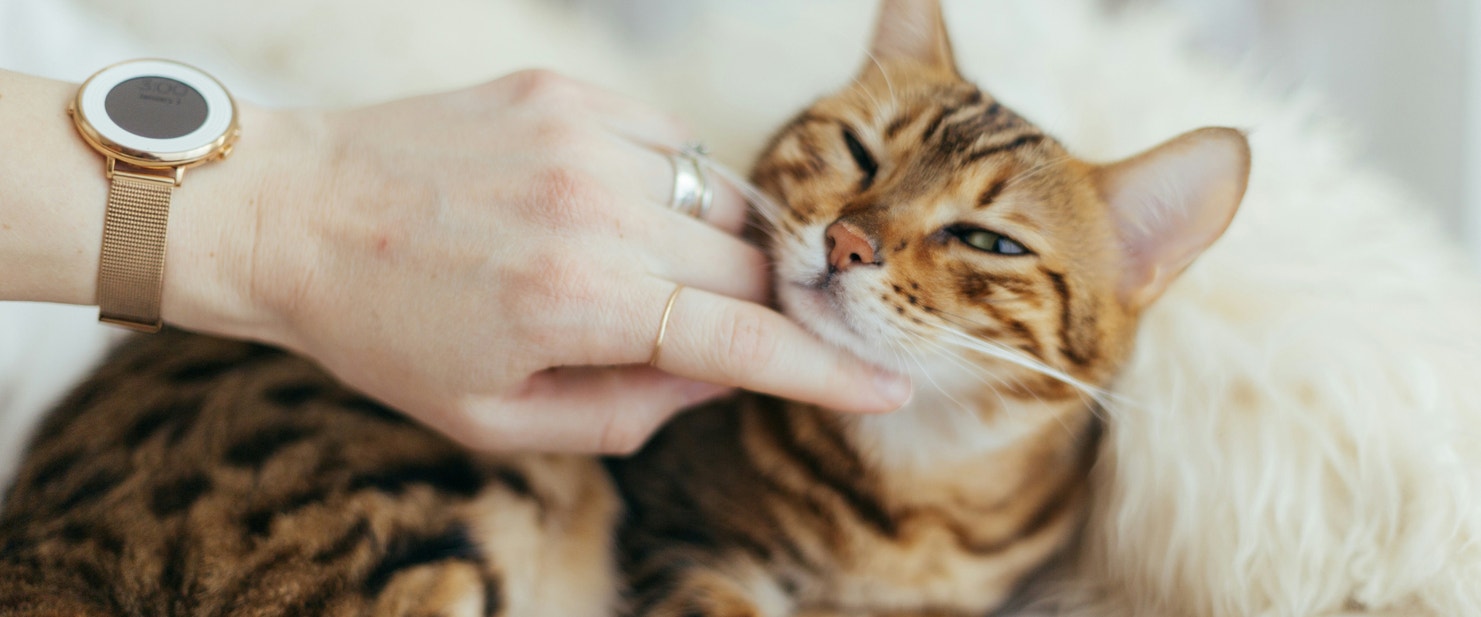 A cat being scratched on the chin