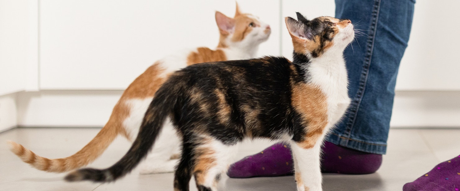 Two cats looking up at their owner for food