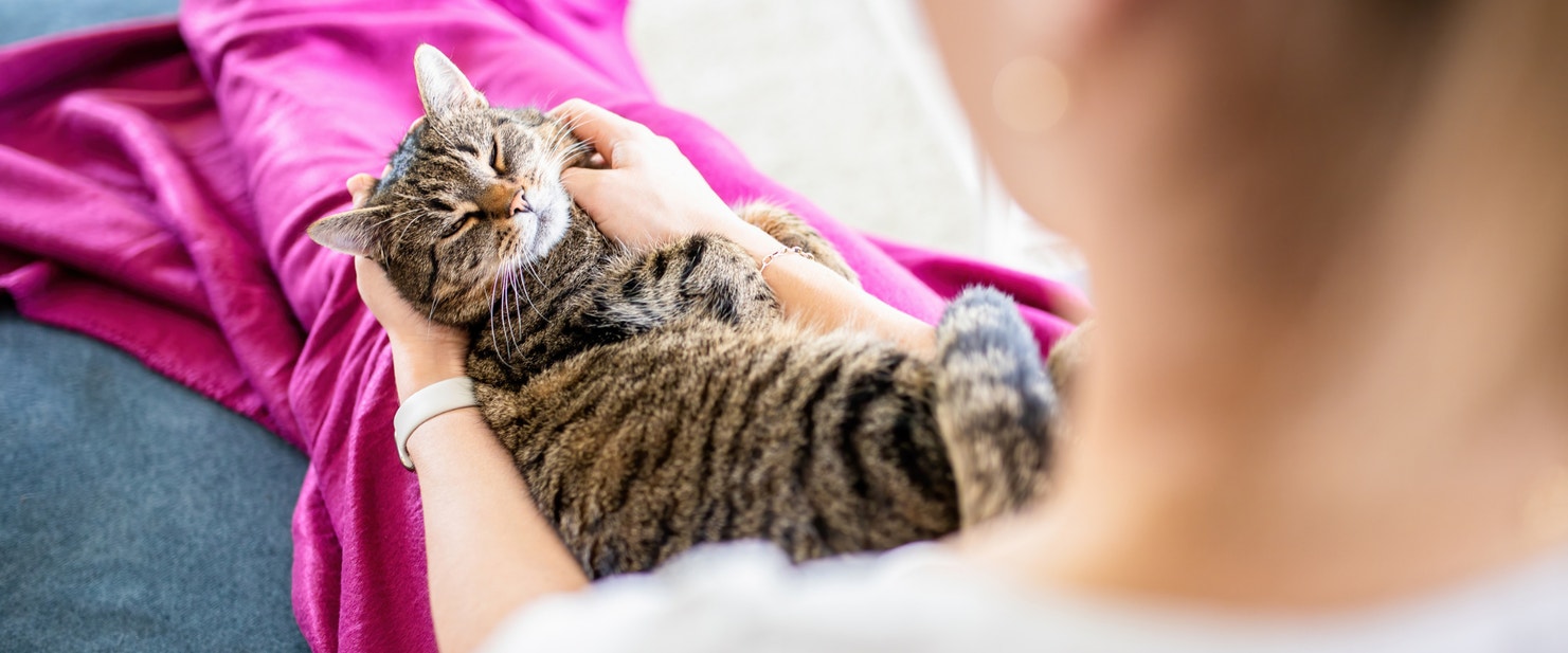 A tabby cat being scratched on the chin