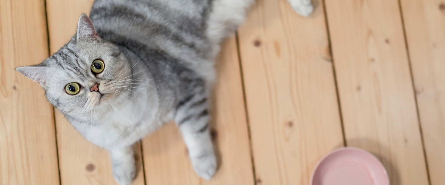 A cat looking up next to an empty food bowl
