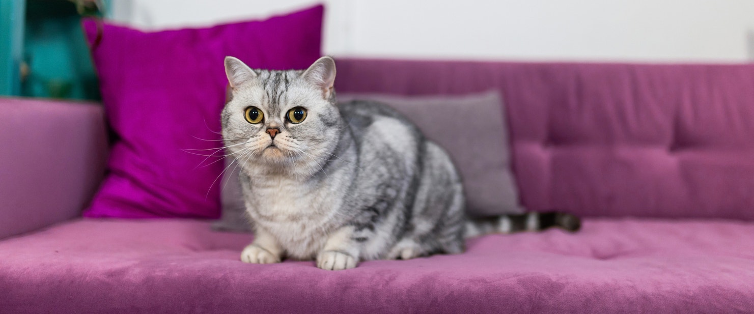 A cat sitting on a couch