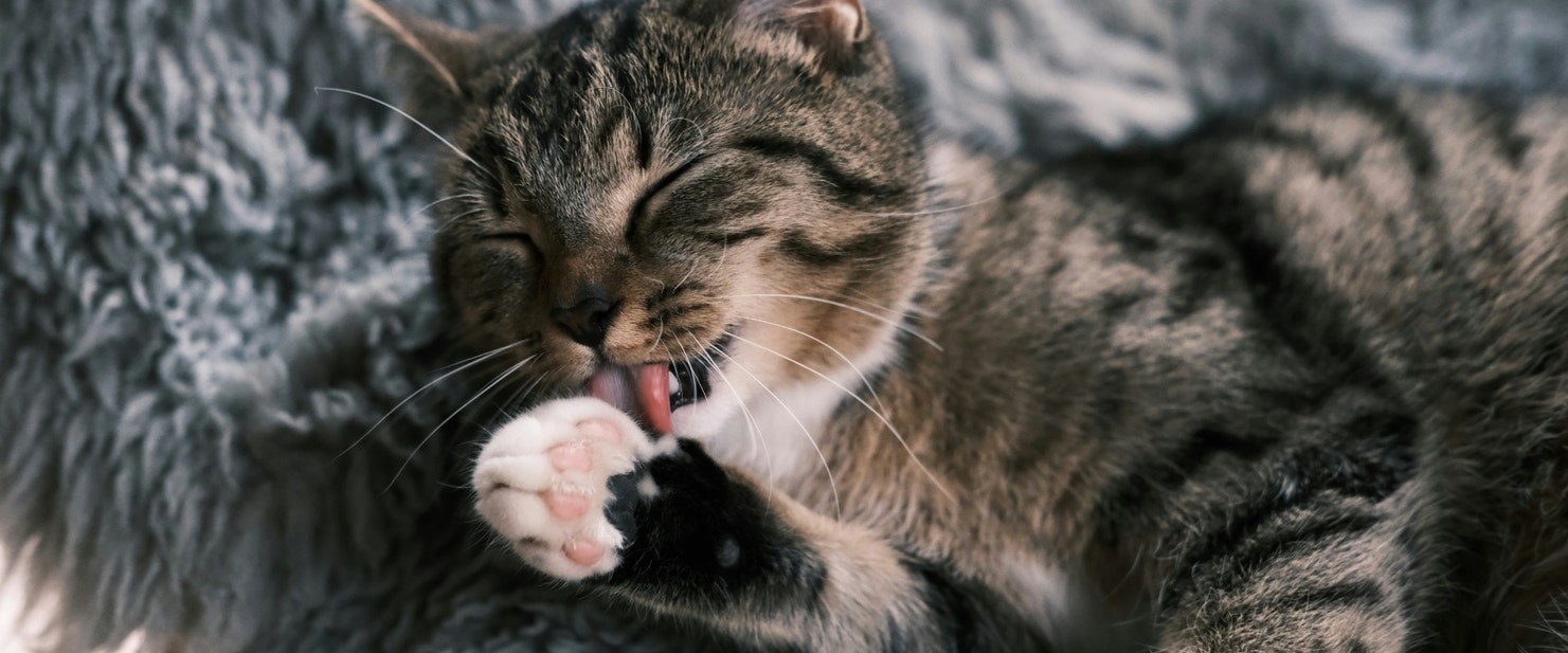 A cat licking its paw
