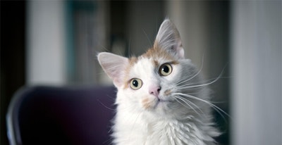 HOW TO DEAL WITH CAT HAIRBALLS?