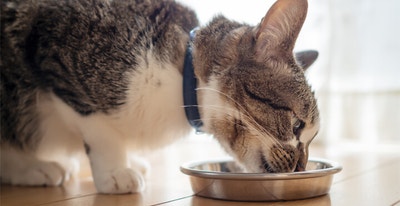 HOW LONG CAN I LEAVE CAT FOOD OUT?