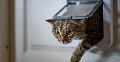 Training a cat to use a cat flap
