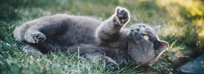 Whiskas Explaining cat behaviours 1920px X 700px - Desktop