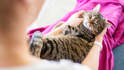 considering a cat