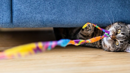 Training a cat