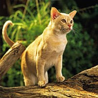 Ginger sales burmese cat