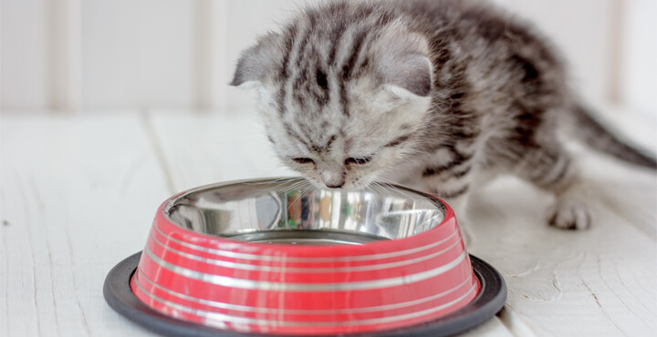 How often should I feed my kitten Blog Whiskas Australia