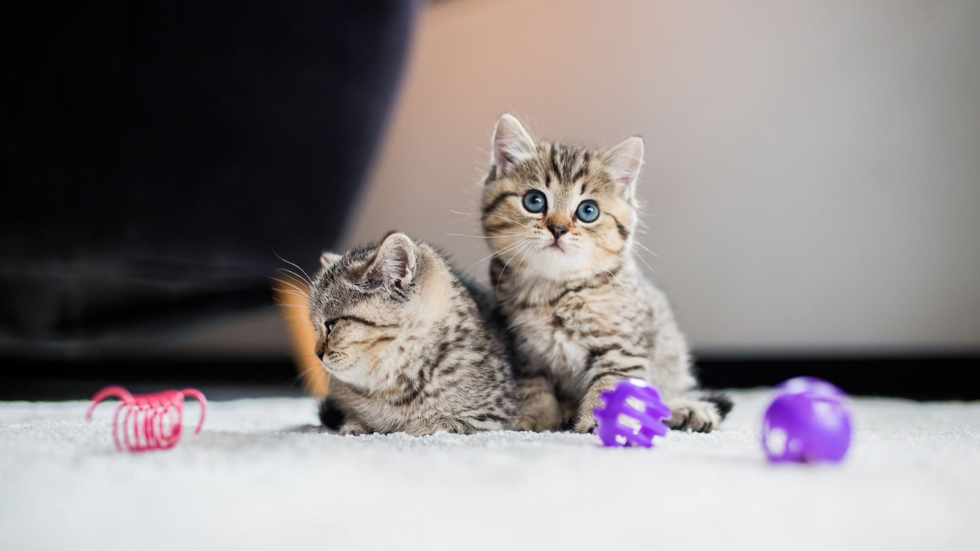 Two kittens