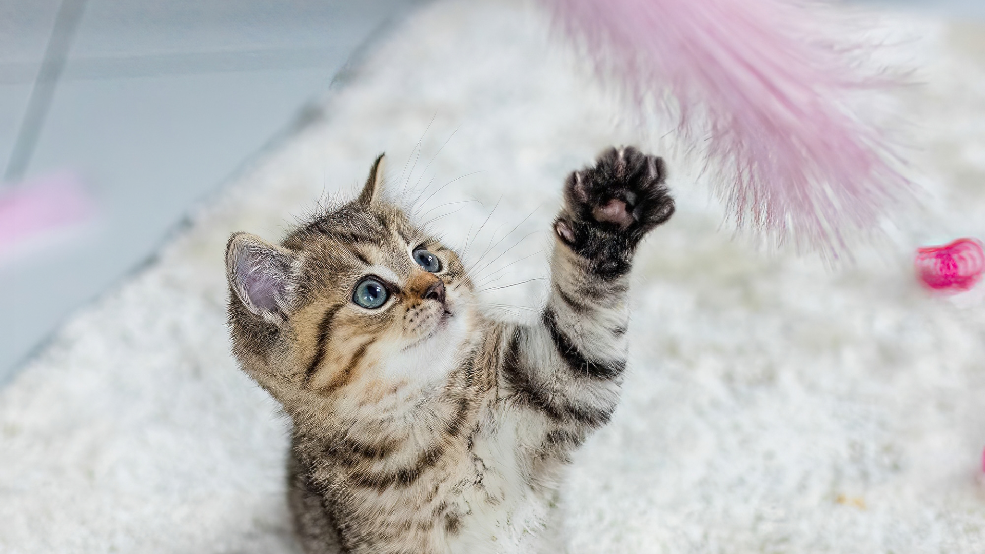 A kitten clawing at a toy