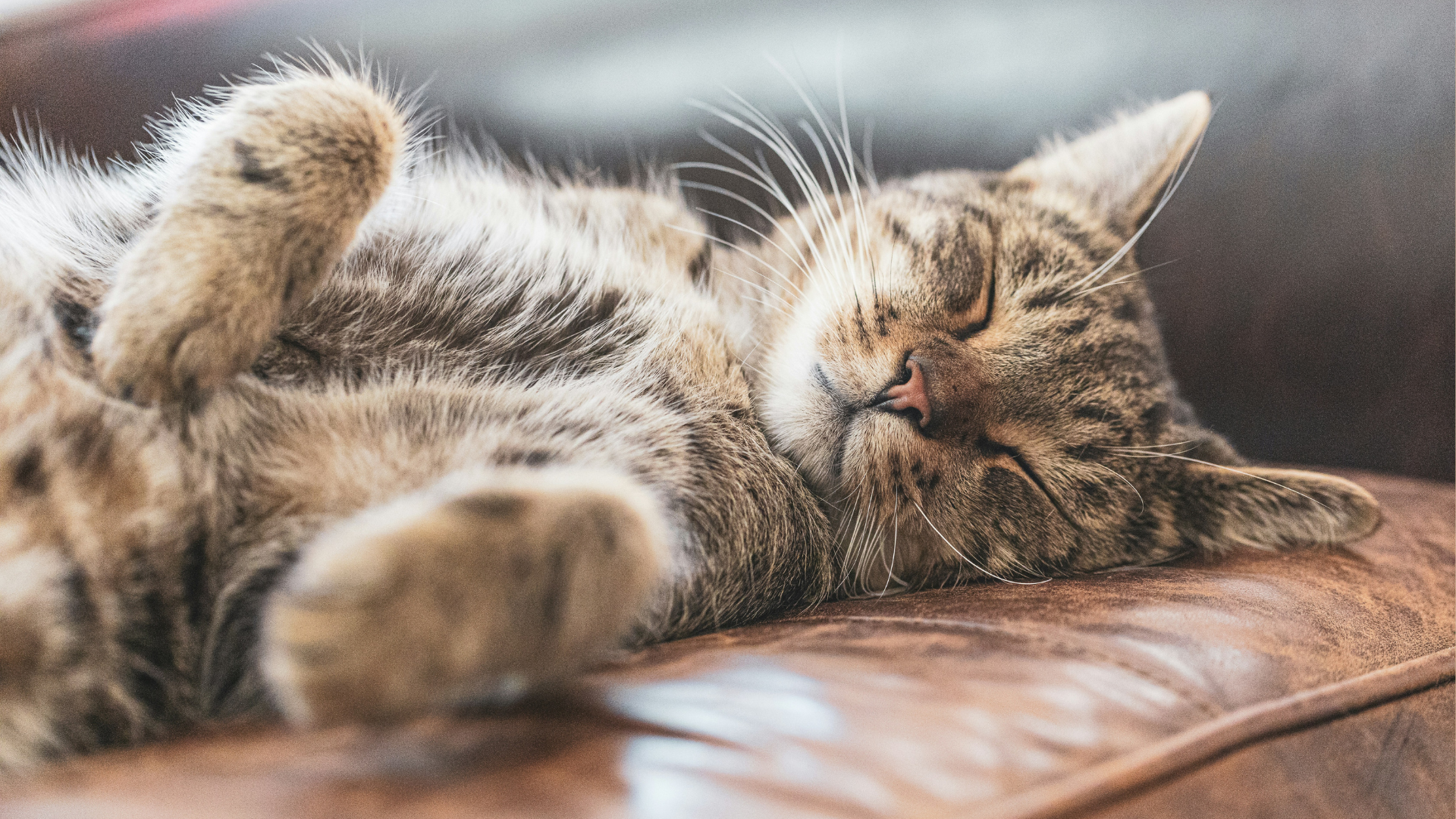 A cat sleeping with its paws up